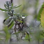 Rosmarino secco con foglie ingiallite, esempio di innaffiatura errata.