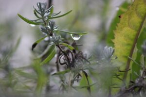 Mai innaffiare il rosmarino così: ecco perché secca e come evitarlo