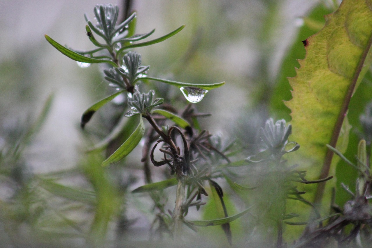 Rosmarino secco con foglie ingiallite, esempio di innaffiatura errata.