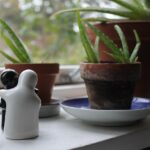 Aloe vera sana in un vaso, circondata da terra asciutta e luce naturale.