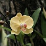 Orchidea con foglie ingiallite in primavera, evidenziando un problema comune trascurato dai coltivatori.