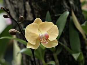 Orchidea che ingiallisce in primavera: la causa che nessuno considera