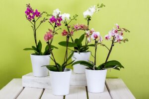 Orchidea con radici verdi o grigie: cosa significa davvero e cosa fare