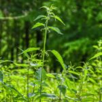Preparazione di fertilizzante liquido all'ortica in casa, con foglie fresche immerse in acqua.