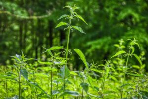 Ortica come fertilizzante liquido: come prepararla in casa in 48 ore