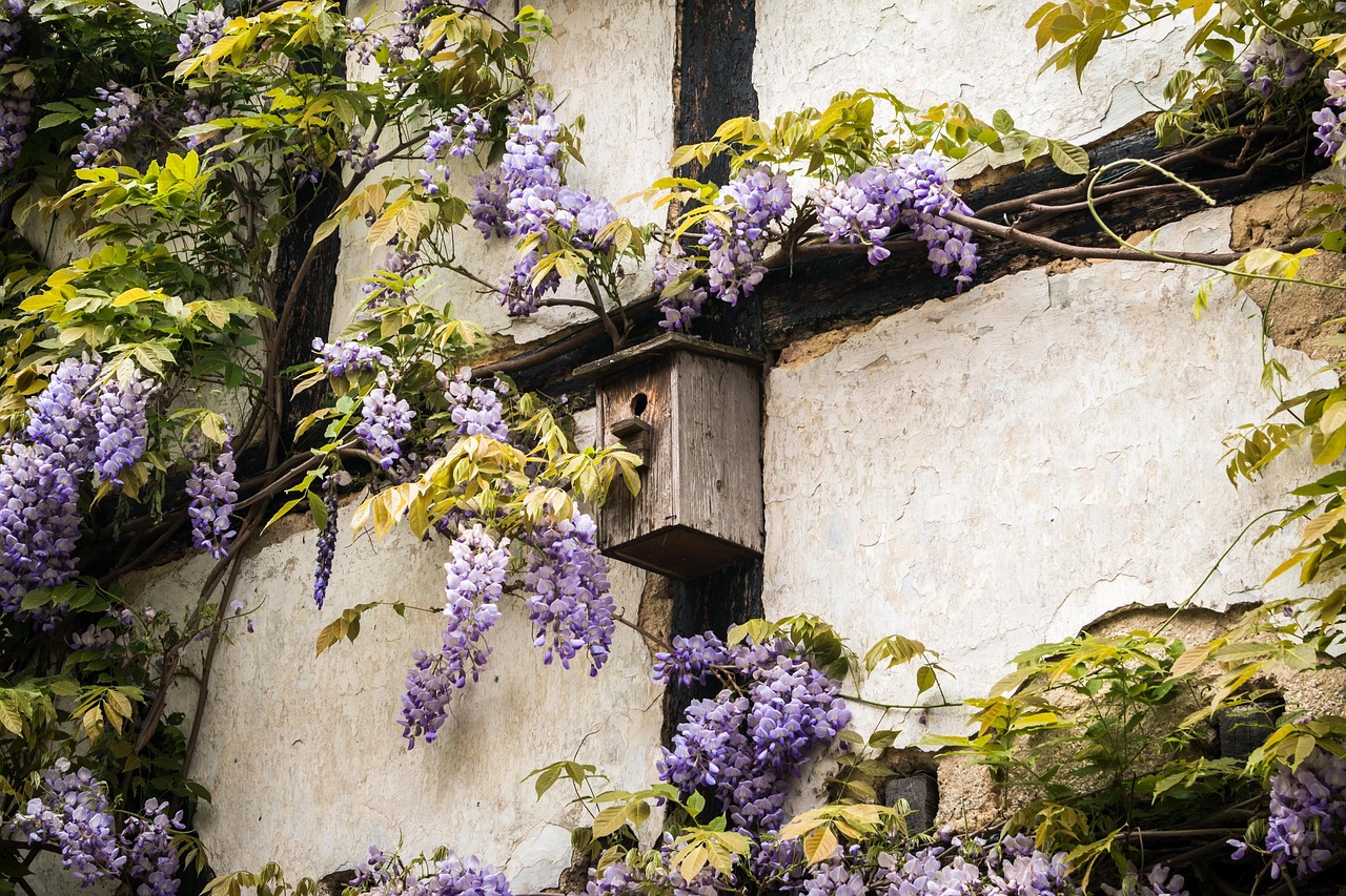 Glicine non fiorito in giardino, evidenziando foglie verdi e rami.