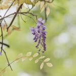 Foglie di glicine ingiallite su un ramo, evidenziando il cambiamento stagionale di marzo.