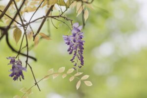 Foglie di glicine ingiallite su un ramo, evidenziando il cambiamento stagionale di marzo.