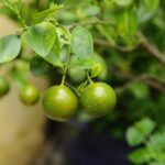 Foglie di limone ingiallite in vaso con evidenti segni di stress e carenze nutrizionali.