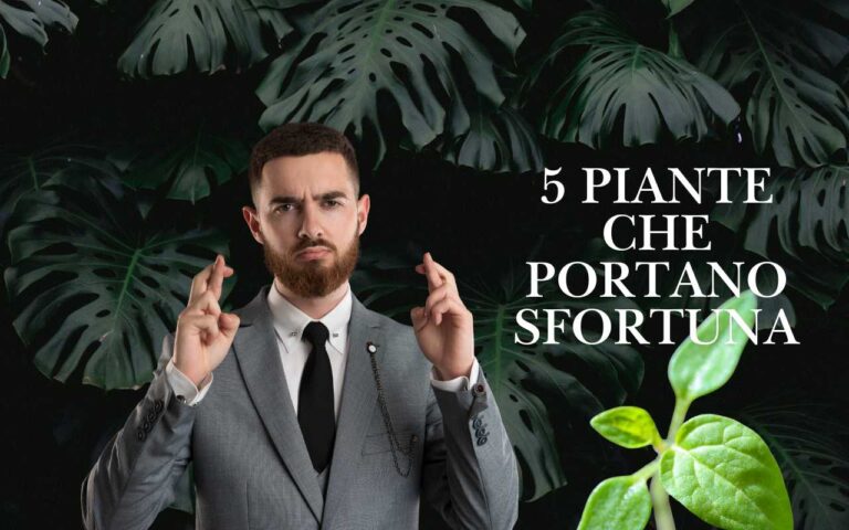 Piante che portano sfortuna: ecco le peggiori cinque