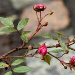 Rosa rampicante verde senza fiori, con ingredienti da cucina sullo sfondo per il rimedio proposto.