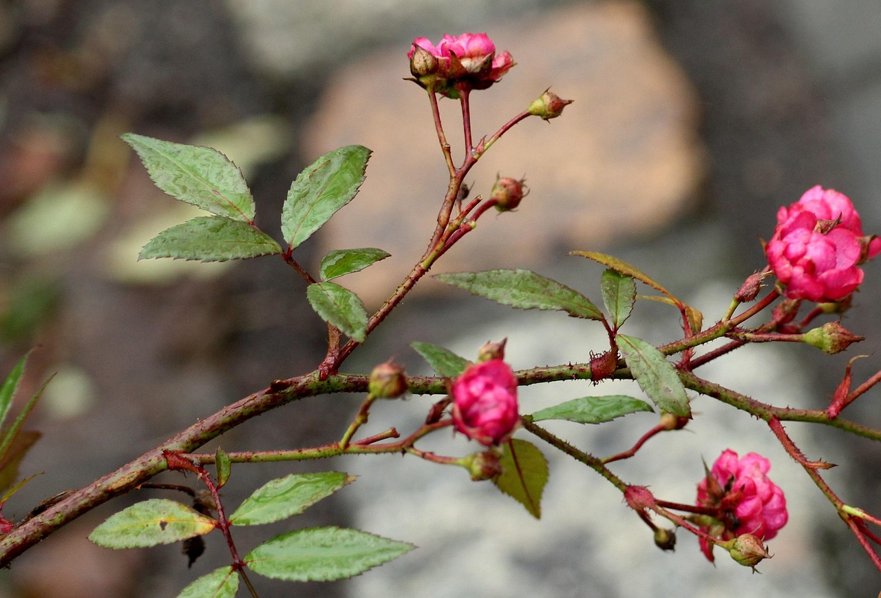 Rosa rampicante verde senza fiori, con ingredienti da cucina sullo sfondo per il rimedio proposto.