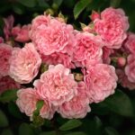 Rosa rampicante verde senza fiori, rappresenta un problema comune in primavera.