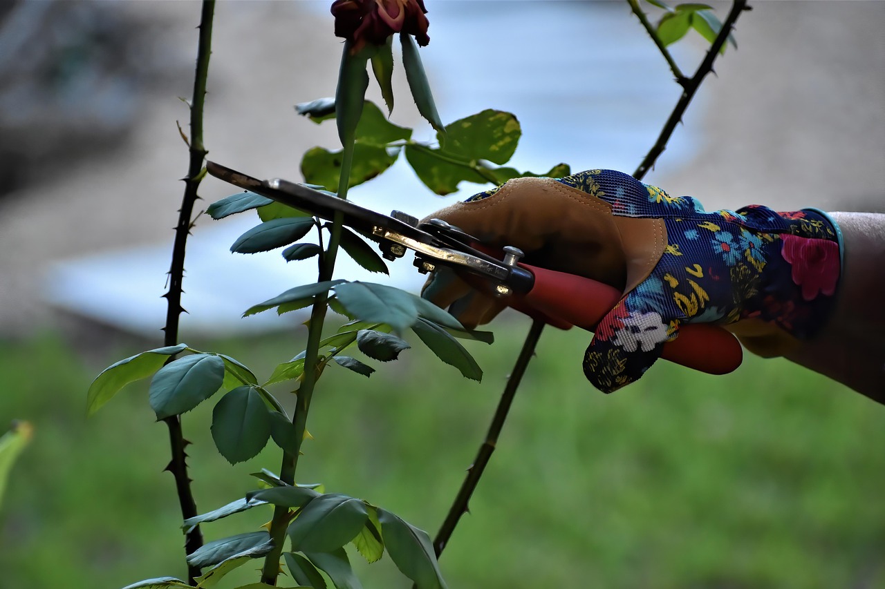 Rosa rampicante in fase di potatura primaverile, con giardiniere al lavoro tra foglie verdi.