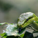 Giardino notturno con piante repellenti per serpenti illuminate dalla luna.