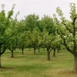 Calendario della potatura: quando e come potare gli alberi da frutta