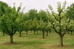 Calendario della potatura: quando e come potare gli alberi da frutta