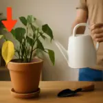 Piante d’appartamento con foglie gialle: errore comune e soluzione immediata che spesso sfugge