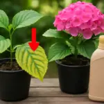 Come riconoscere carenze di ferro nelle ortensie? Segnali visivi e rimedi efficaci subito