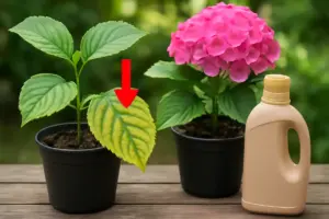 Come riconoscere carenze di ferro nelle ortensie? Segnali visivi e rimedi efficaci subito