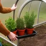 Come garantire alle piante aromatiche un inverno senza perdite? Metodo pratico che molti trascurano