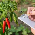 Foglie arricciate su peperoncini: indizio chiave per una diagnosi rapida e il rimedio diretto
