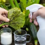 Lotta naturale contro gli afidi sulle zucchine: ingredienti semplici per una difesa rapida