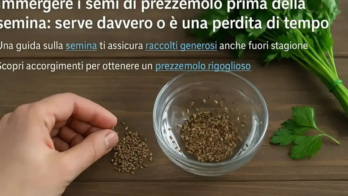 Prezzemolo in vaso in autunno: perché luce e raccolta influenzano la nuova crescita