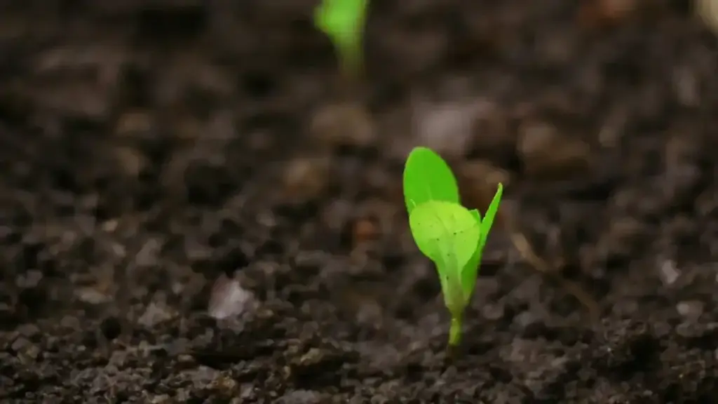 Rucola seminata in autunno: perché densità e luce cambiano forma e velocità della crescita
