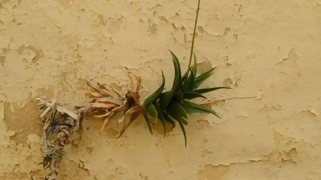 Orto vicino a un muro esposto a sud: perché il microclima può anticipare o ritardare alcune operazioni