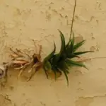 Orto vicino a un muro esposto a sud: perché il microclima può anticipare o ritardare alcune operazioni