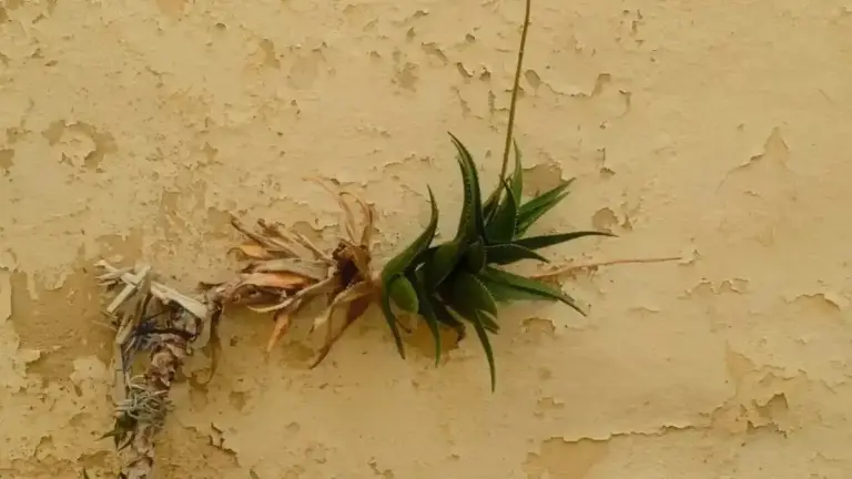 Orto vicino a un muro esposto a sud: perché il microclima può anticipare o ritardare alcune operazioni