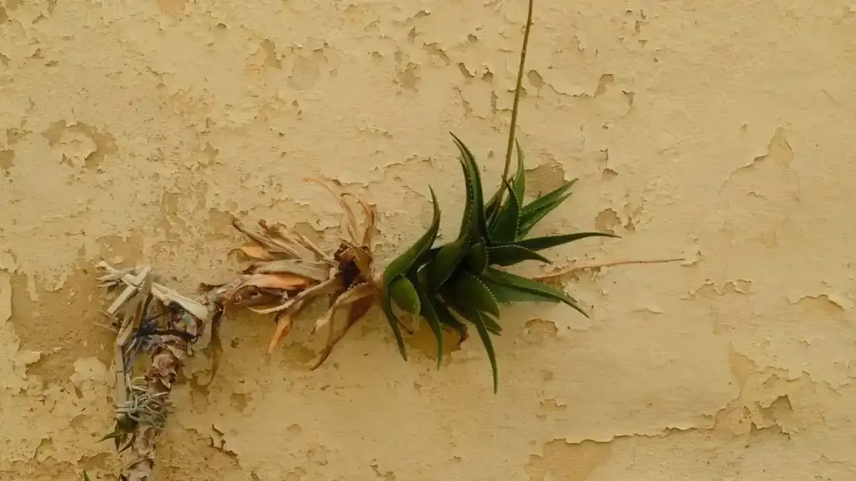 Orto vicino a un muro esposto a sud: perché il microclima può anticipare o ritardare alcune operazioni