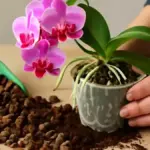 Fondi di caffè nel vaso delle orchidee: quali rischi valutare prima di provarli come concime