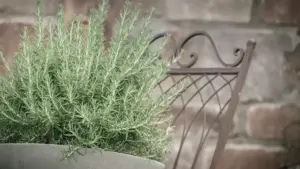 Una pianta venduta come «falso rosmarino»: quali informazioni chiedere prima di metterla in cucina